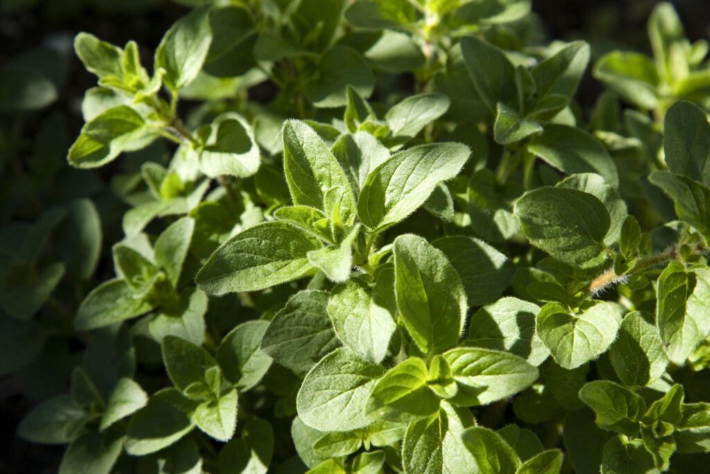 The Role of Oregano on Pizza: A Brief History