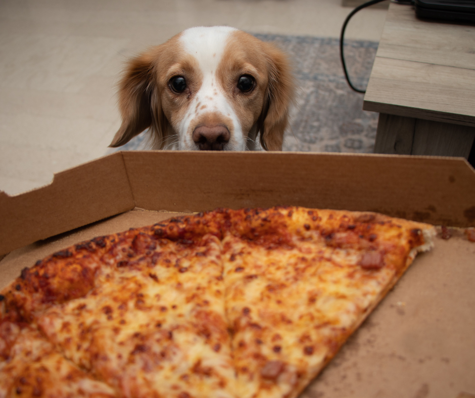 Pizza bad cheap for dogs