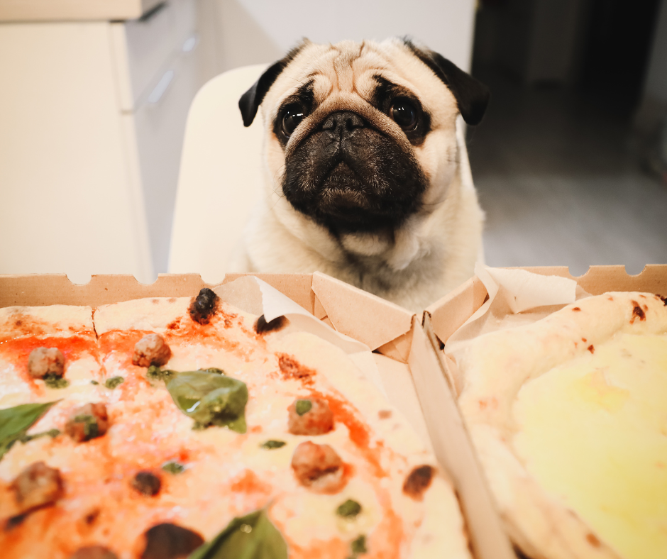 Pizza bad clearance for dogs